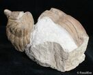 Rare Asaphus Holmi Trilobite Association #2794-2